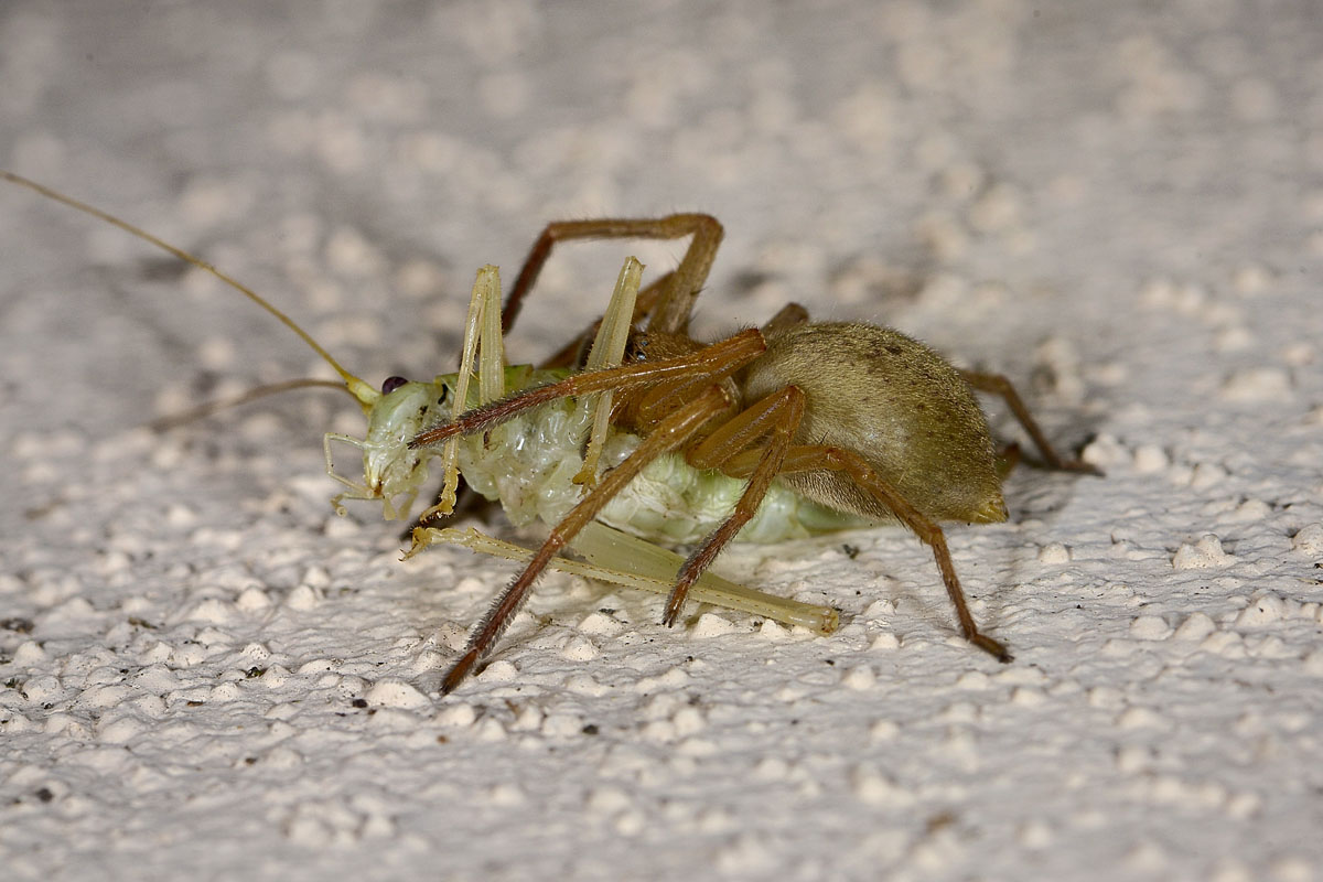 Ortottero predato: Meconema thalassinum (Meconematidae)